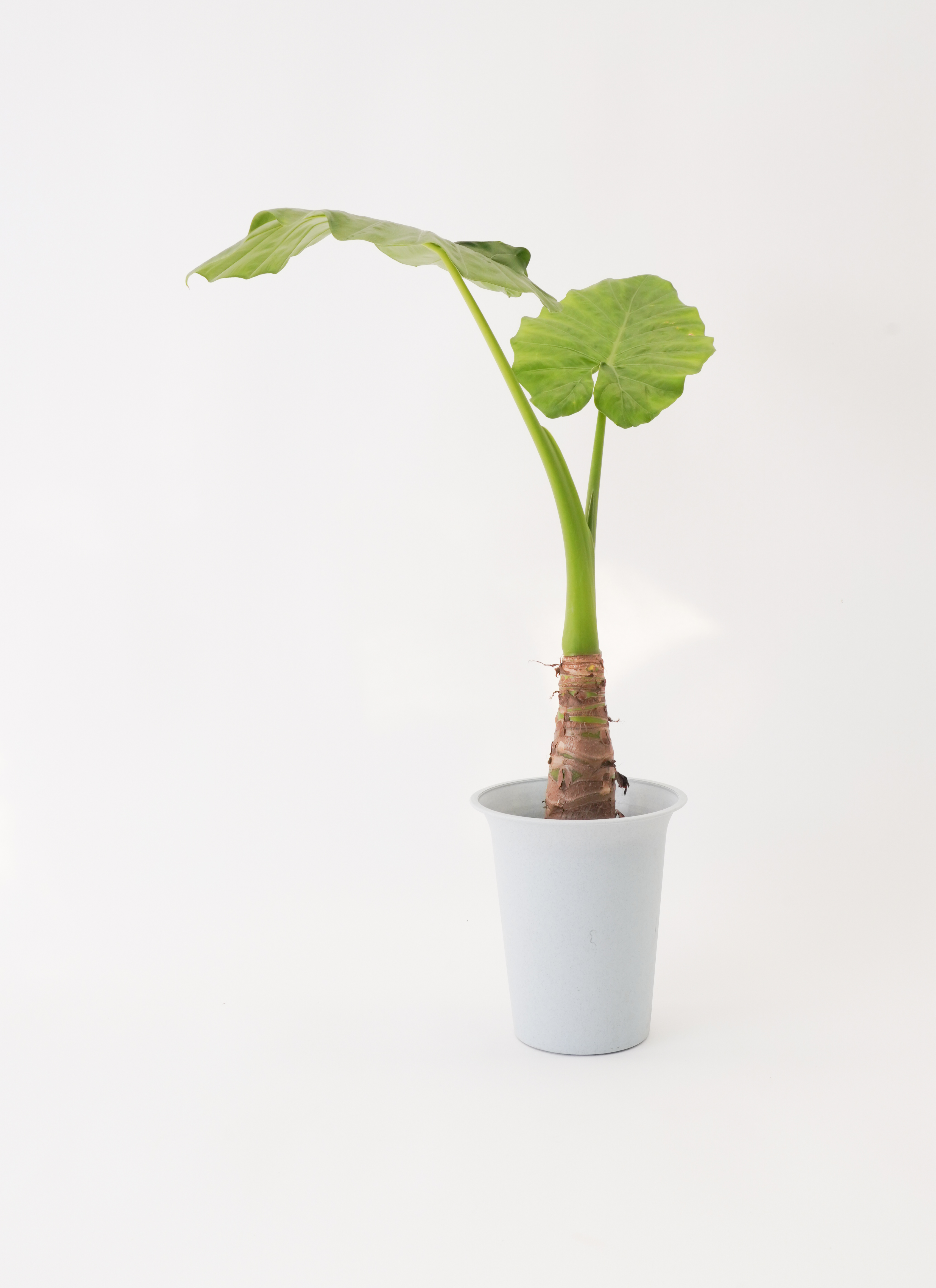 アロカシア6種　バラ売り不可 観葉植物 アロカシア 6号 オドラ（クワズイモ） ストーンウェア