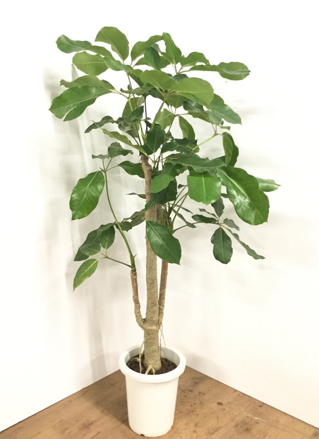 観葉植物 140cm ブラッサイア 8号 観葉植物ならhitohana ひとはな 観葉植物 140cm ブラッサイア 8号 観葉植物ならhitohana ひとはな