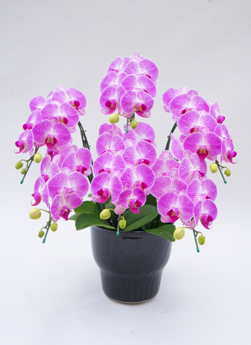 胡蝶蘭中大輪 6本立ち キャンディーソレーラ | 胡蝶蘭ならHitoHana