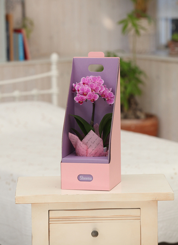 ミニ胡蝶蘭 ピンク 1本立ち 3号 2WAYBOX入り | 胡蝶蘭ならHitoHana