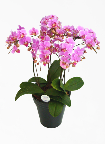 もも大好き商品‼︎ 胡蝶蘭淡ピンク5本立ち・ドリームキャンディ もも大好き商品‼︎ 胡蝶蘭淡ピンク5本立ち・ドリームキャンディ もも