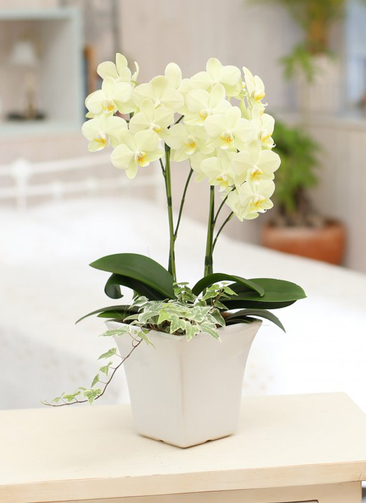 極上フレグランス♡整形花！ＤＤイエロー美人ピコティ midi-yellow-5_1.jpg?1539787163