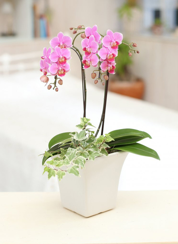 ミディ胡蝶蘭 ピンク 2本立ち 観葉寄せ | 胡蝶蘭ならHitoHana(ひとはな)
