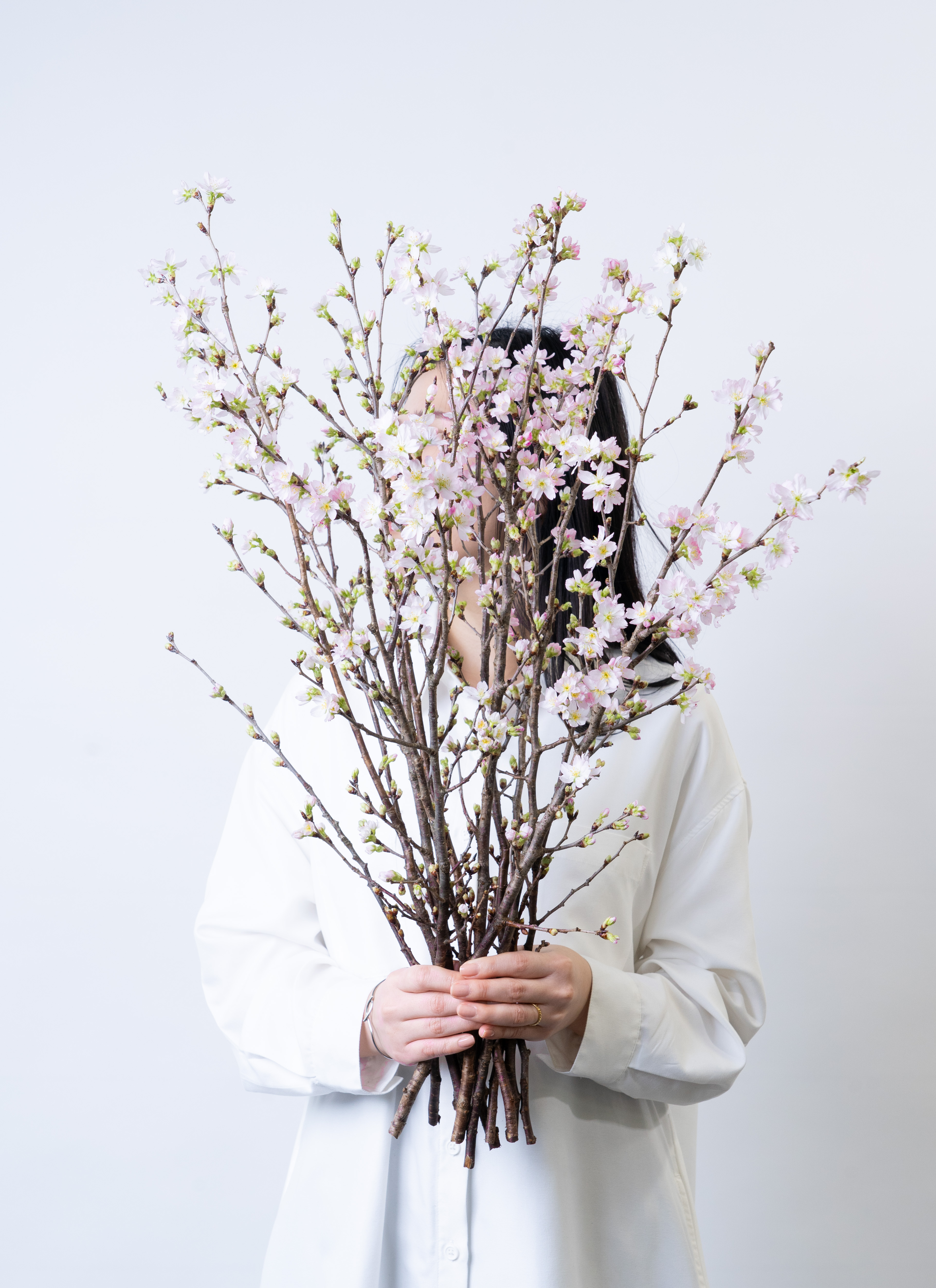 産地直送 啓翁桜 Sサイズ／山形 サンファームしらたかからお届け
