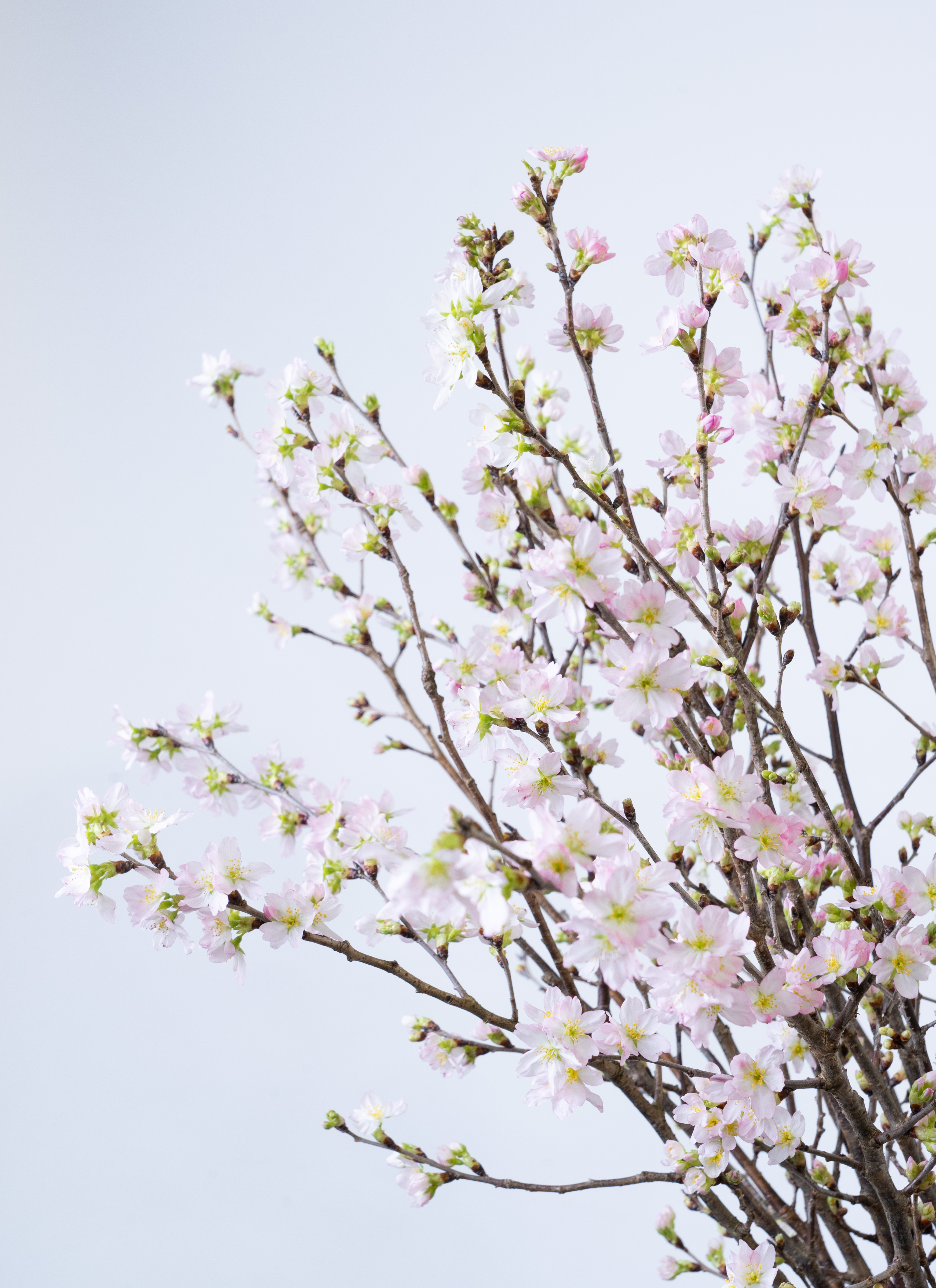 産地直送 啓翁桜 Sサイズ／山形 サンファームしらたかからお届け