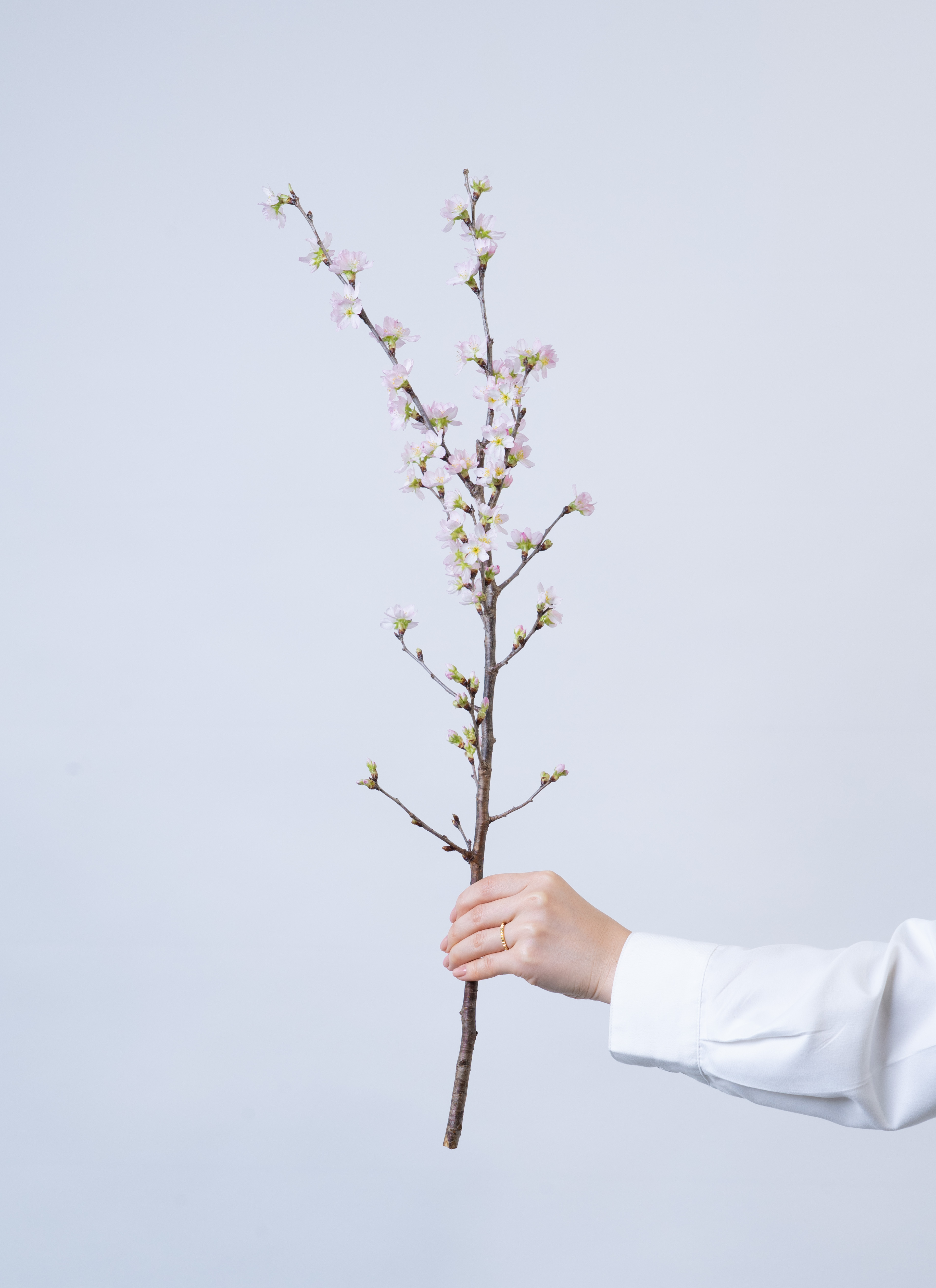 桜❀　0507 ハワイのブルージェイドバインのように鮮やかで魅惑的、そして夏