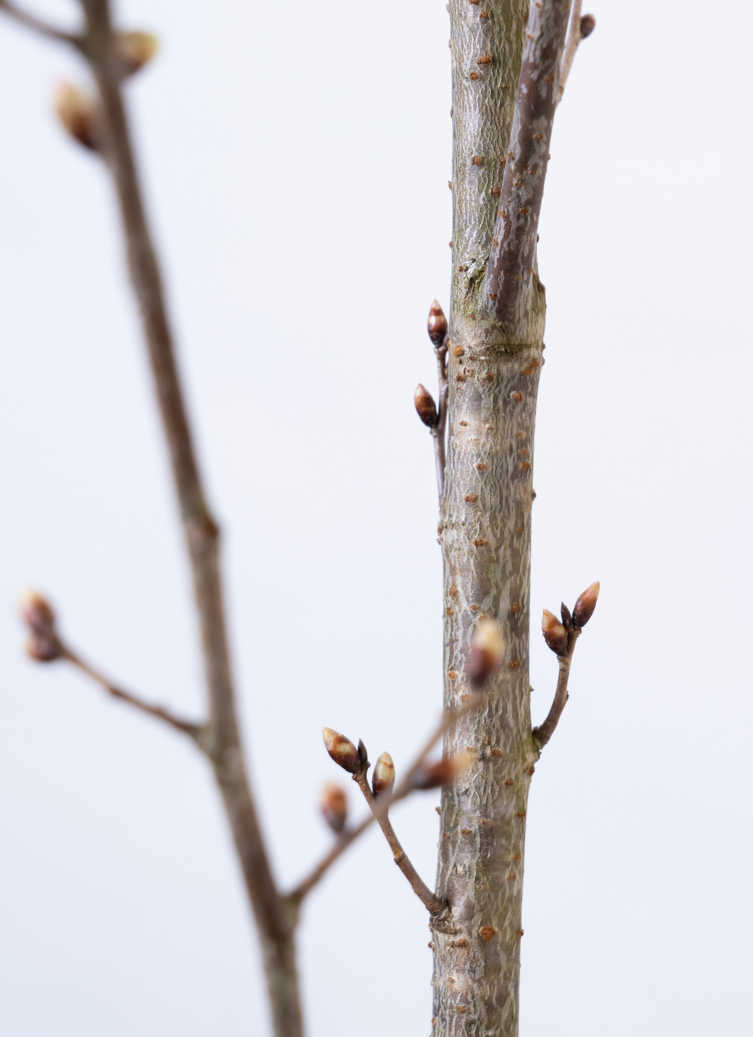 産地直送 啓翁桜 Lサイズ ／山形 サンファームしらたかからお