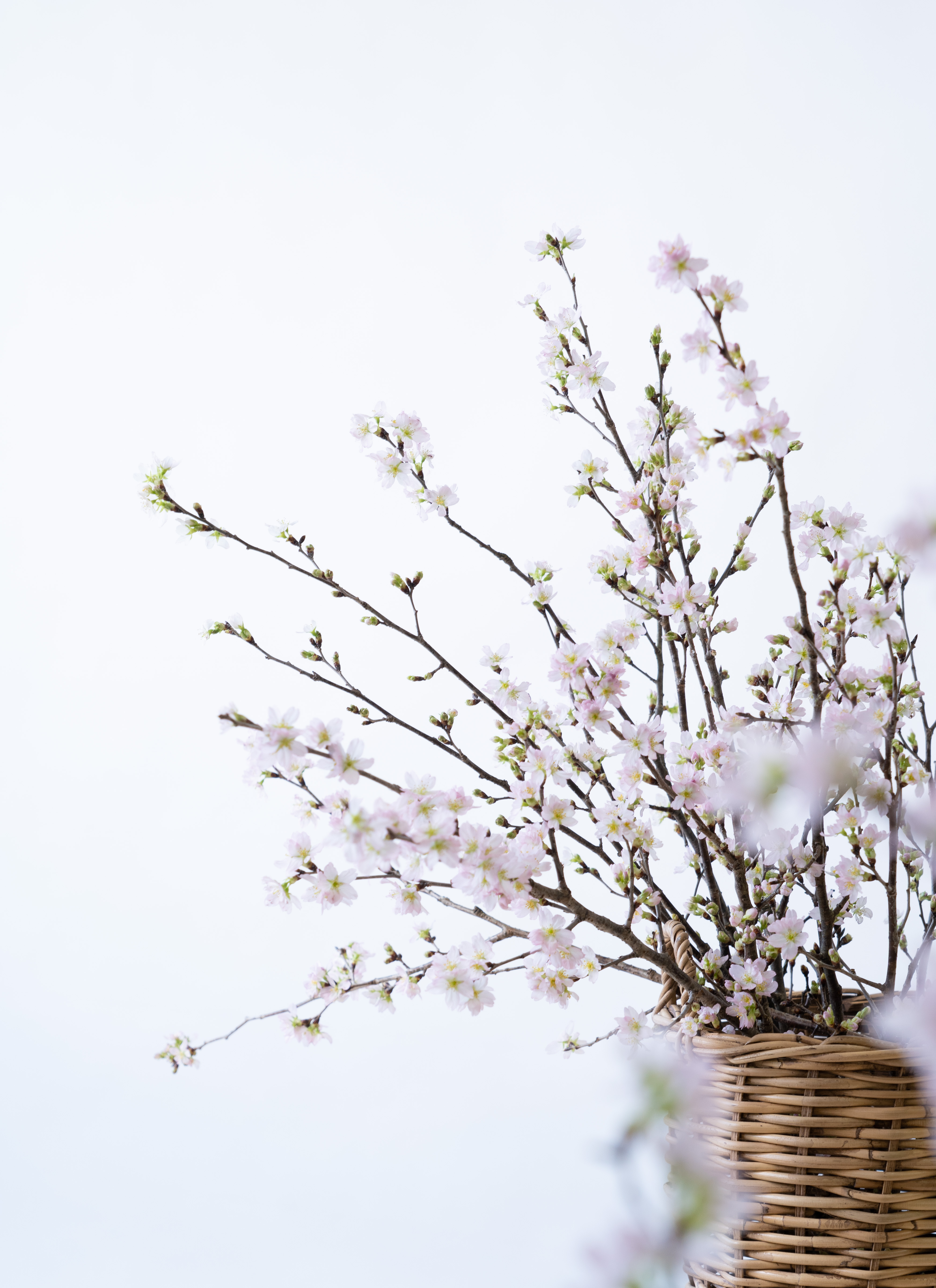 ななしさん 山桜 切り株 高さ約20㎝ 9000円 産地直送 啓翁桜 Sサイズ／山形 サンファームしらたかからお届け