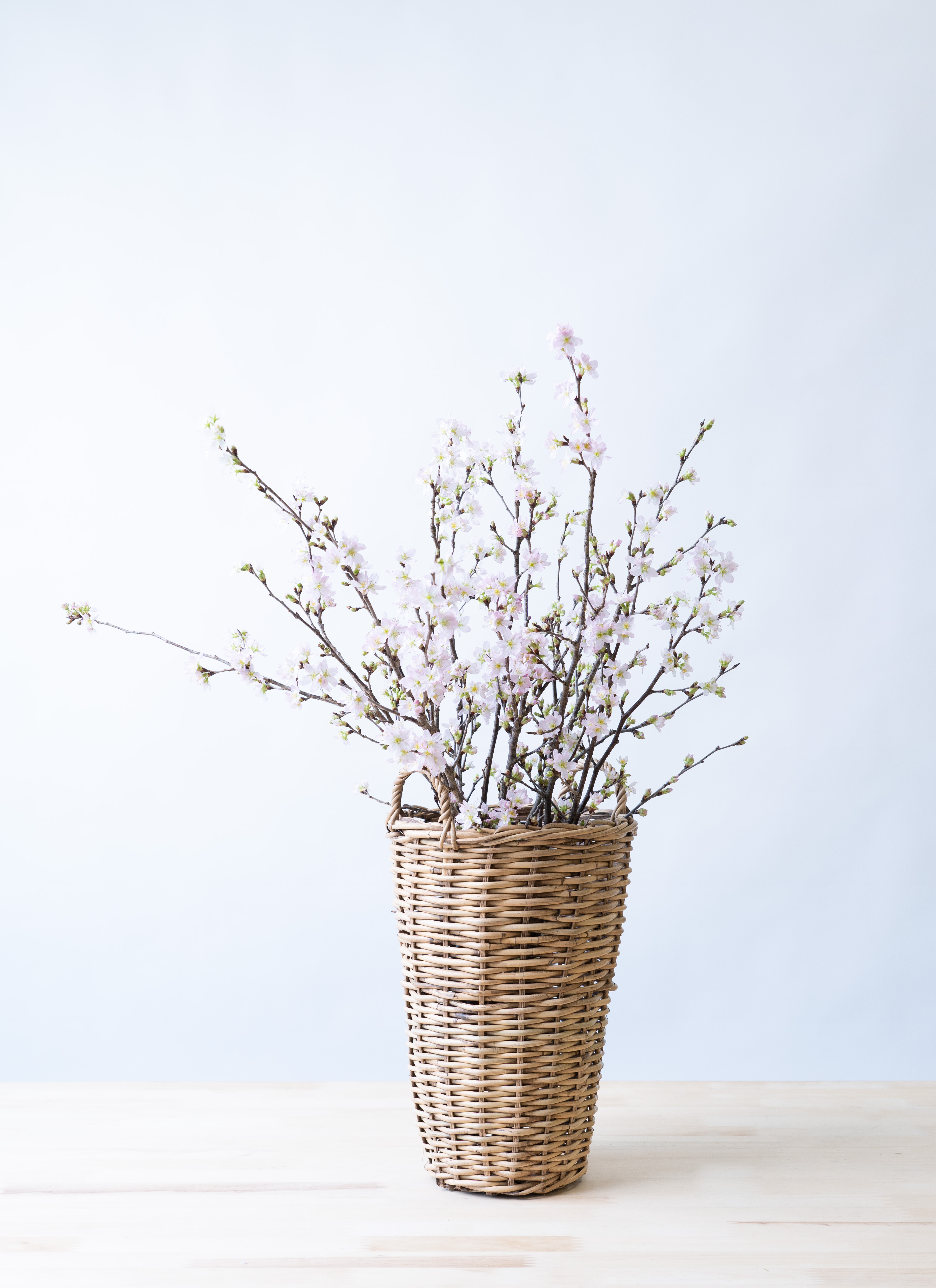 産地直送 啓翁桜 Sサイズ／山形 サンファームしらたかからお届け