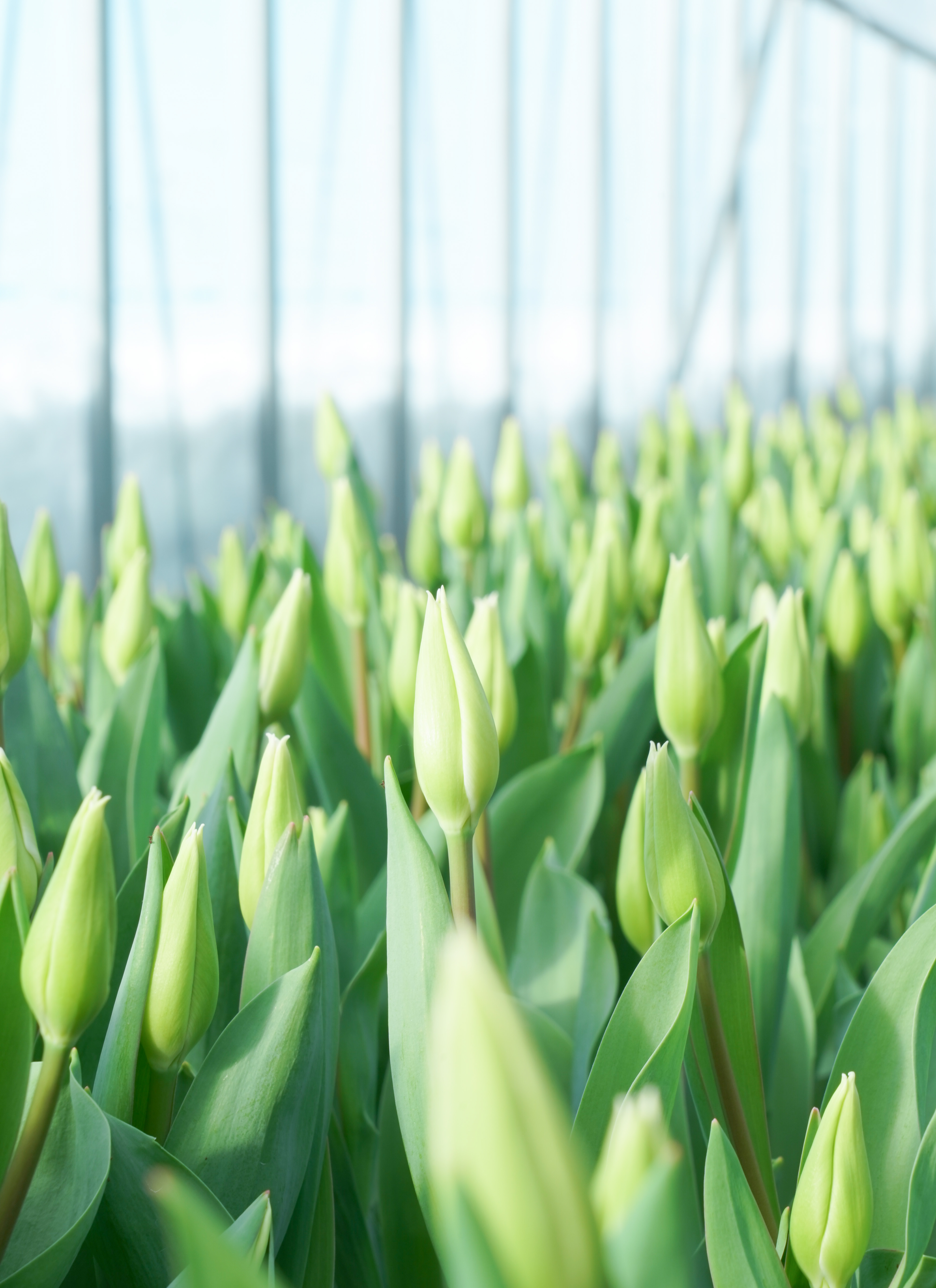 産地直送 チューリップ アソート 4品種×5本（ラッピング付き）／新潟