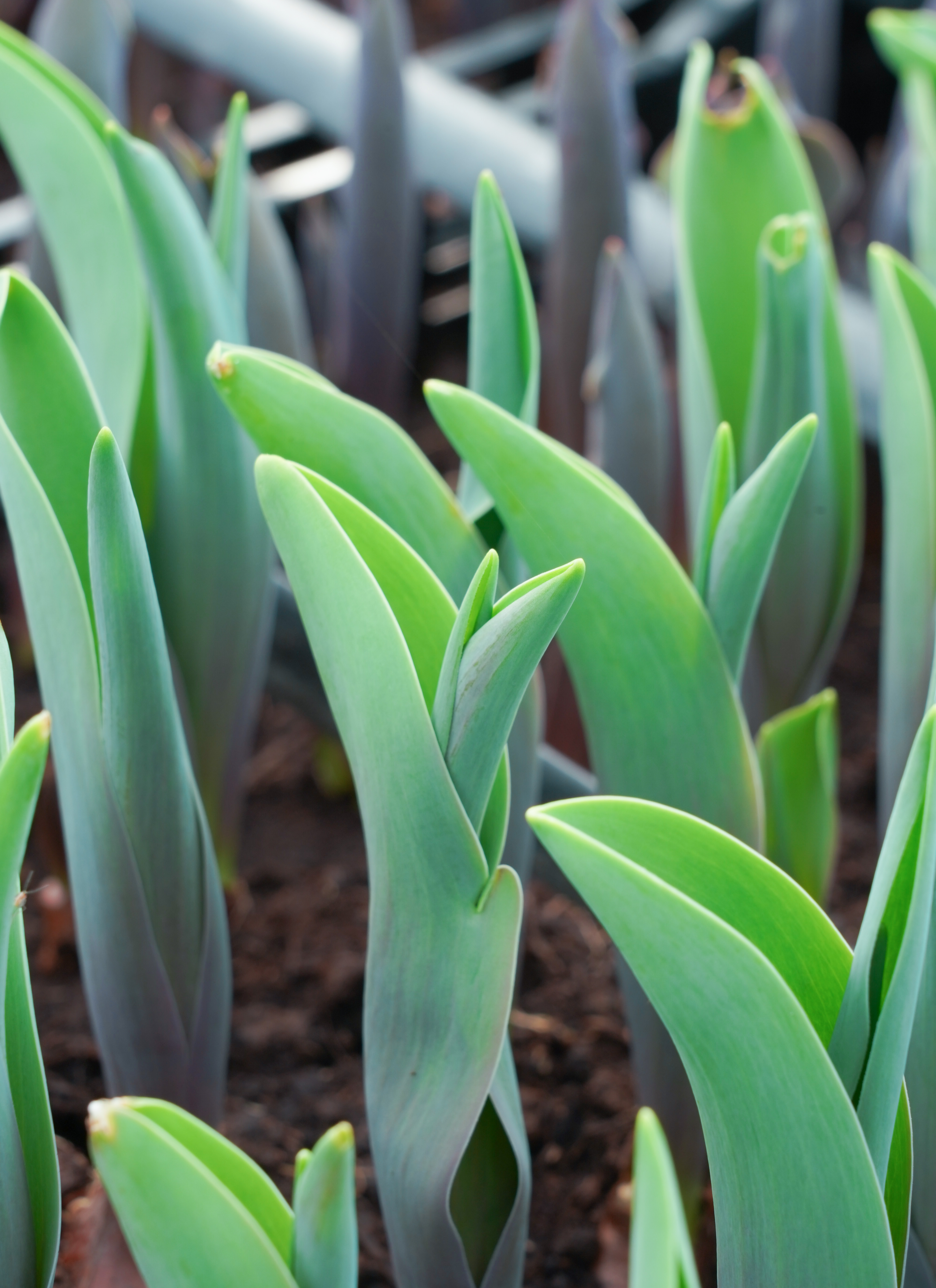 産地直送 チューリップ アソート 4品種×5本（ラッピング付き）／新潟