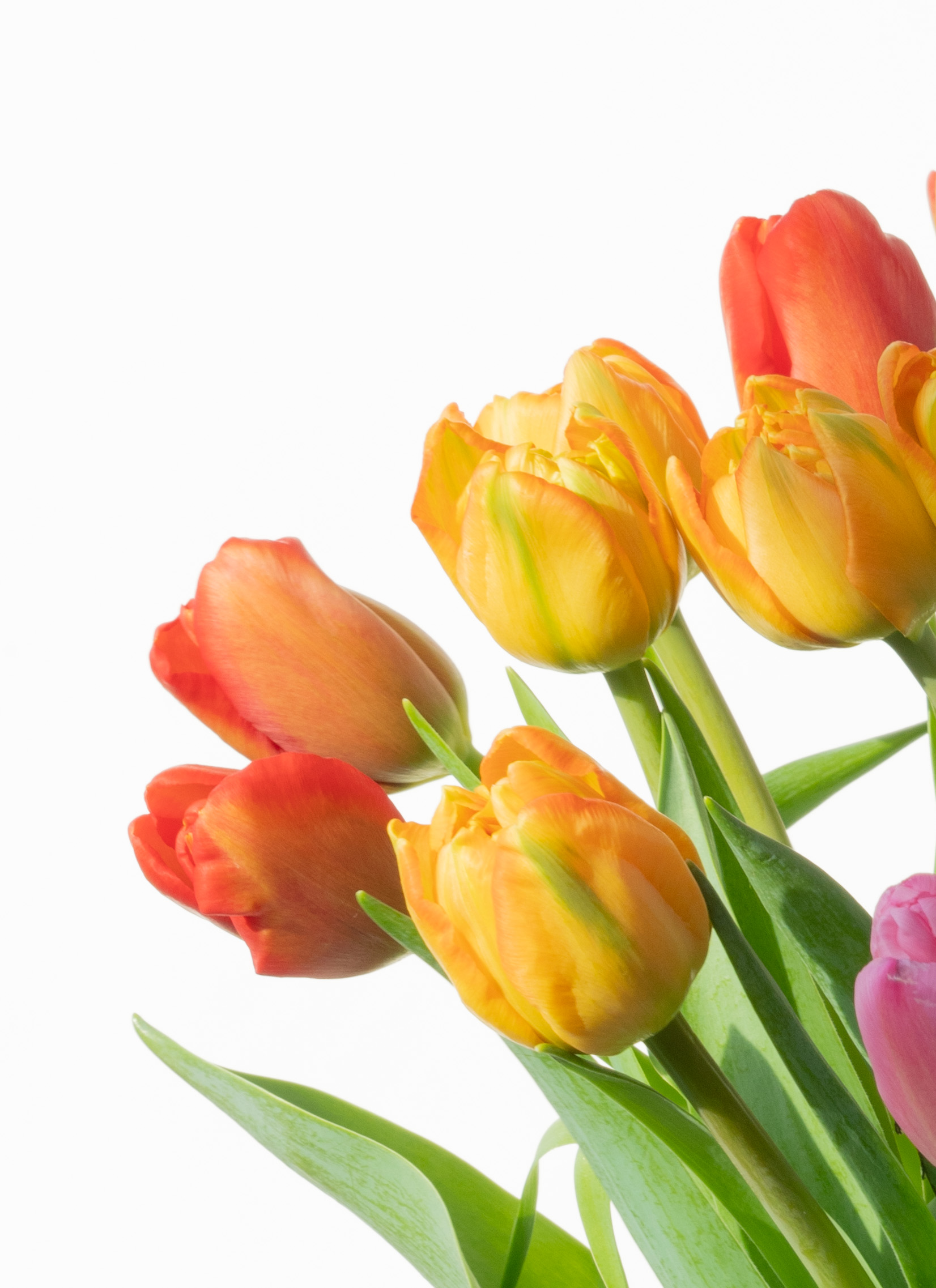 産地直送 チューリップ アソート 4品種×5本（ラッピング付き）／新潟