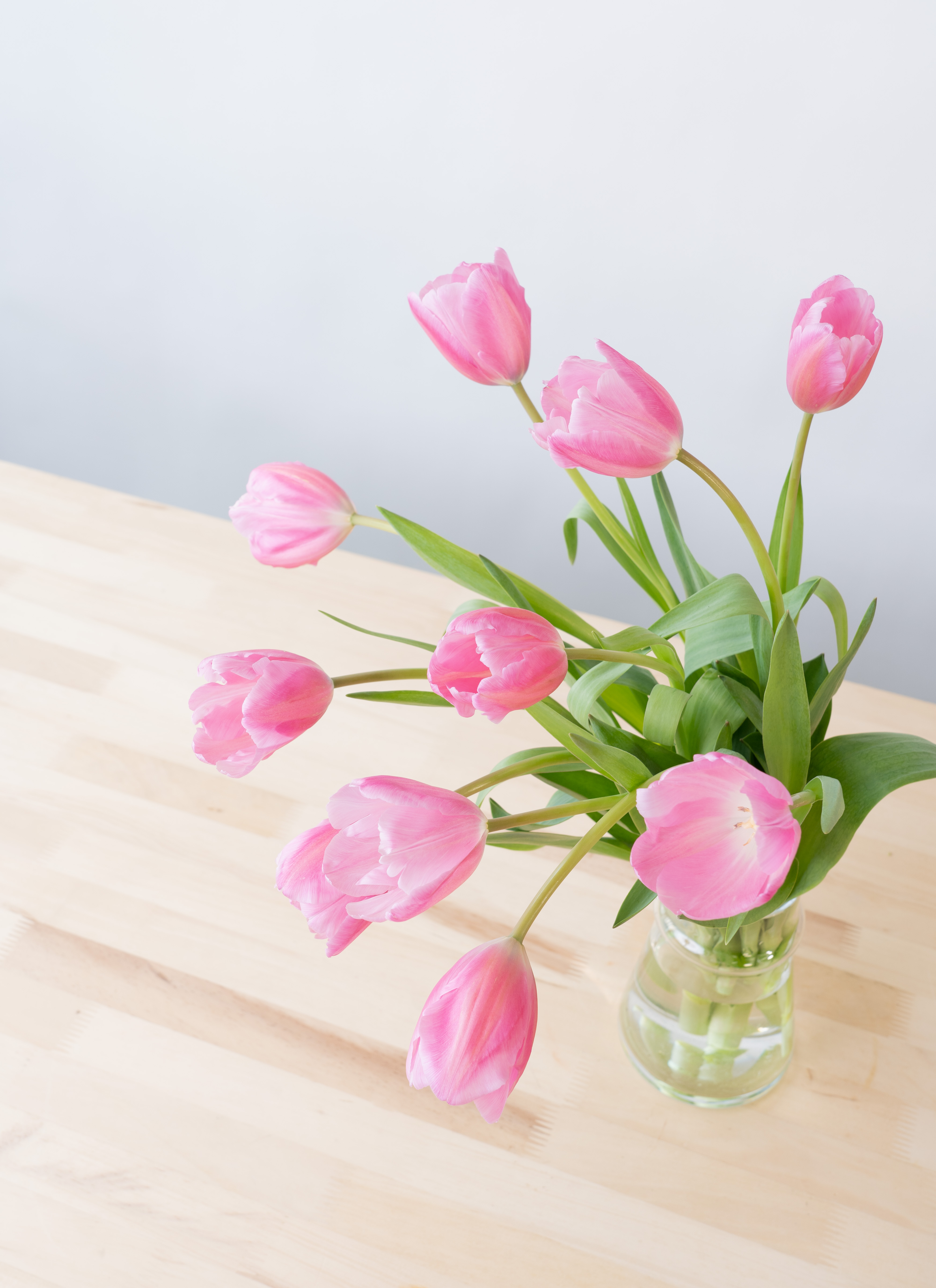 産地直送 チューリップ ピンク 一重咲き 10本／新潟 フラワーファーム