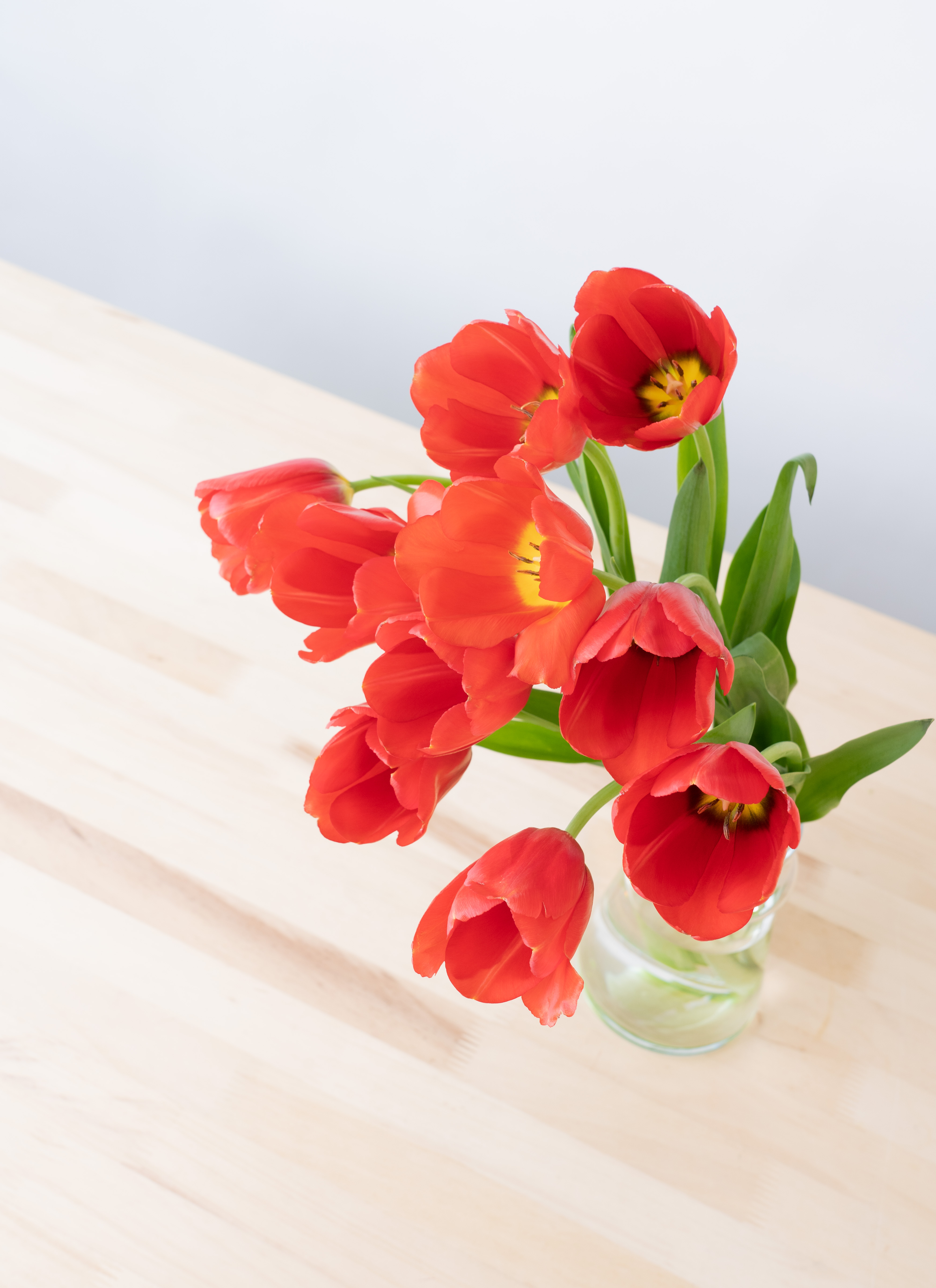 産地直送 チューリップ レッド 一重咲き 10本／新潟 フラワーファーム