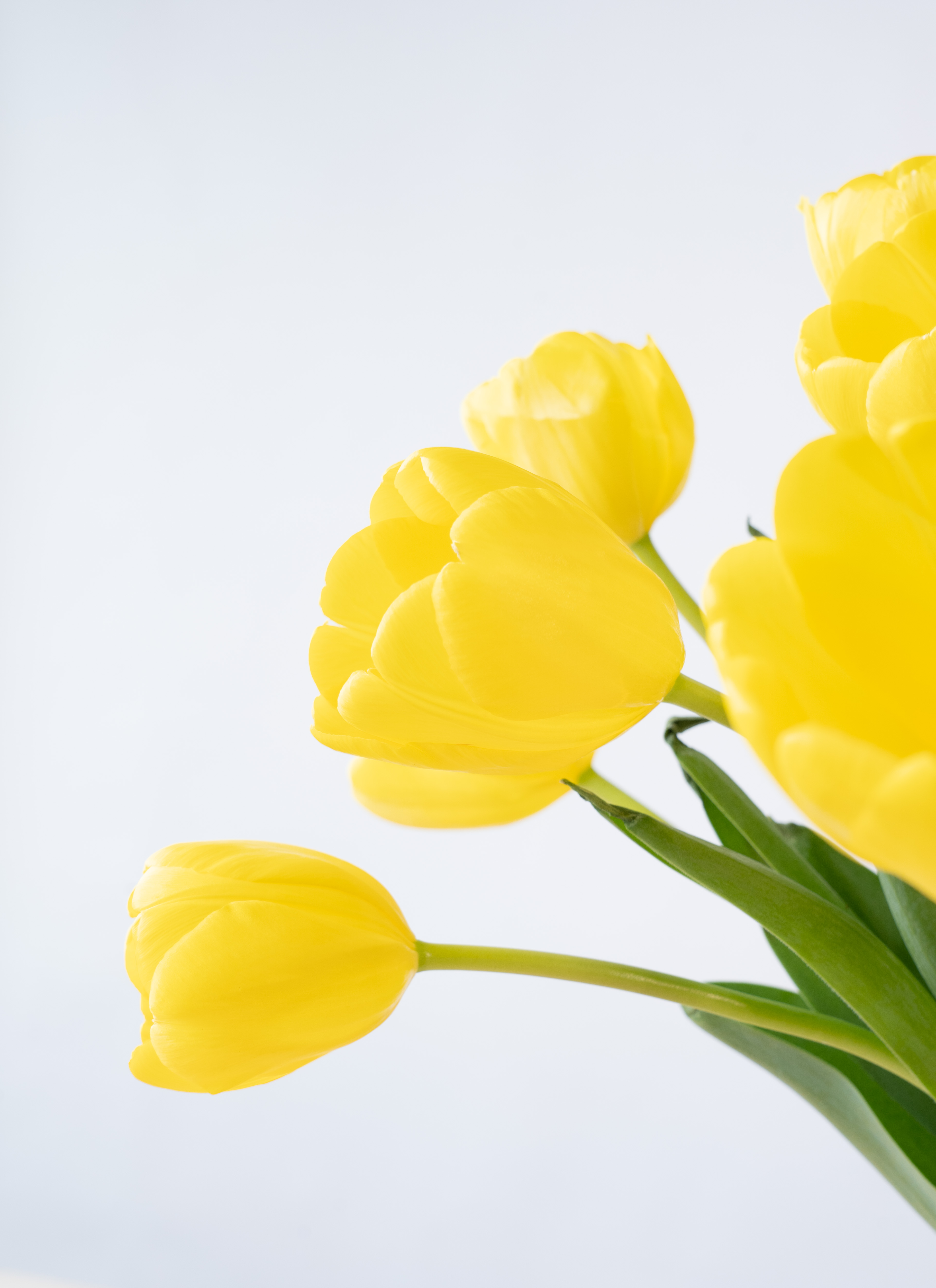 産地直送 チューリップ イエロー 一重咲き 10本／新潟 フラワー