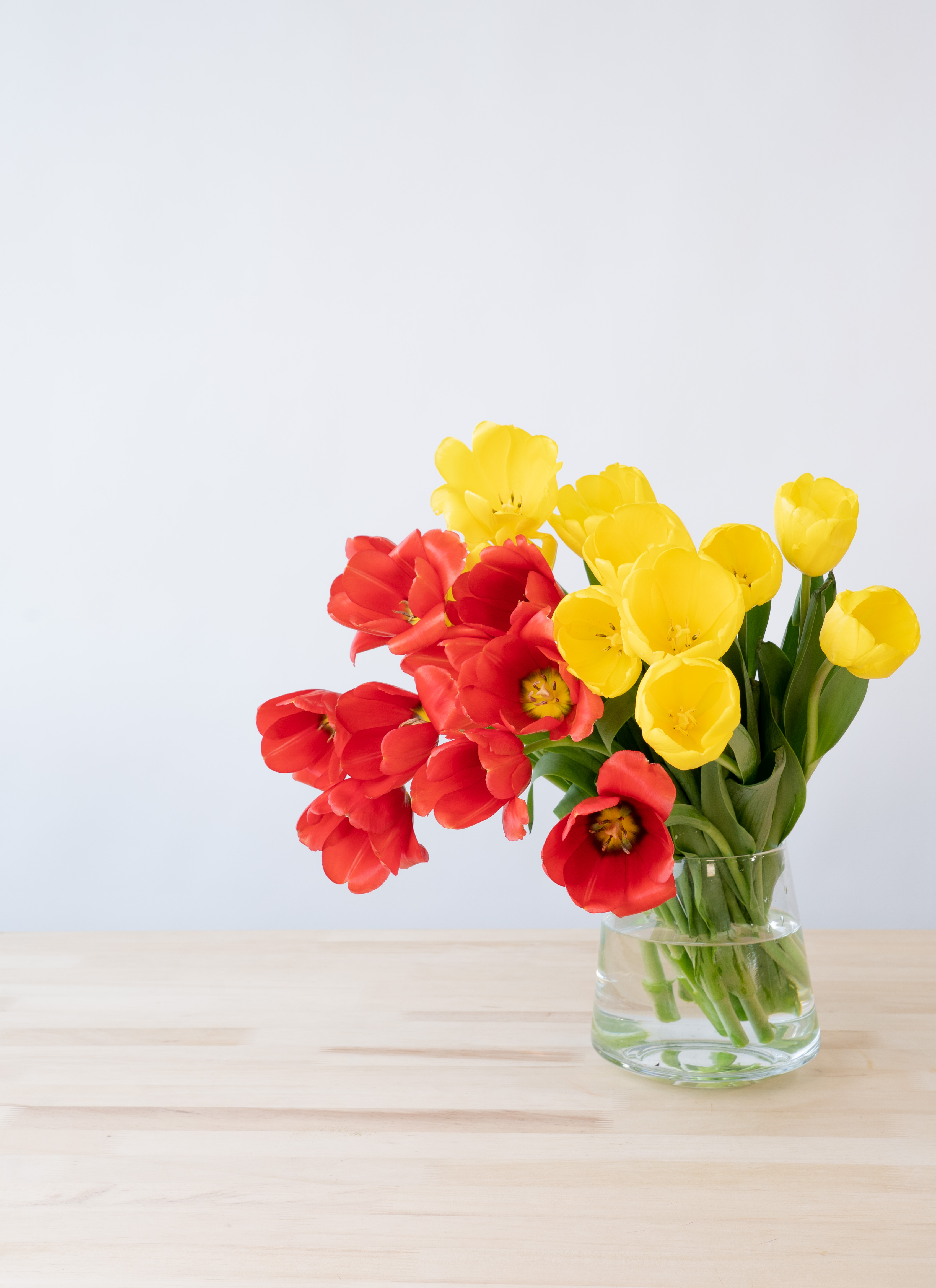 産地直送 チューリップ レッド・イエロー 一重咲き 20本／新潟