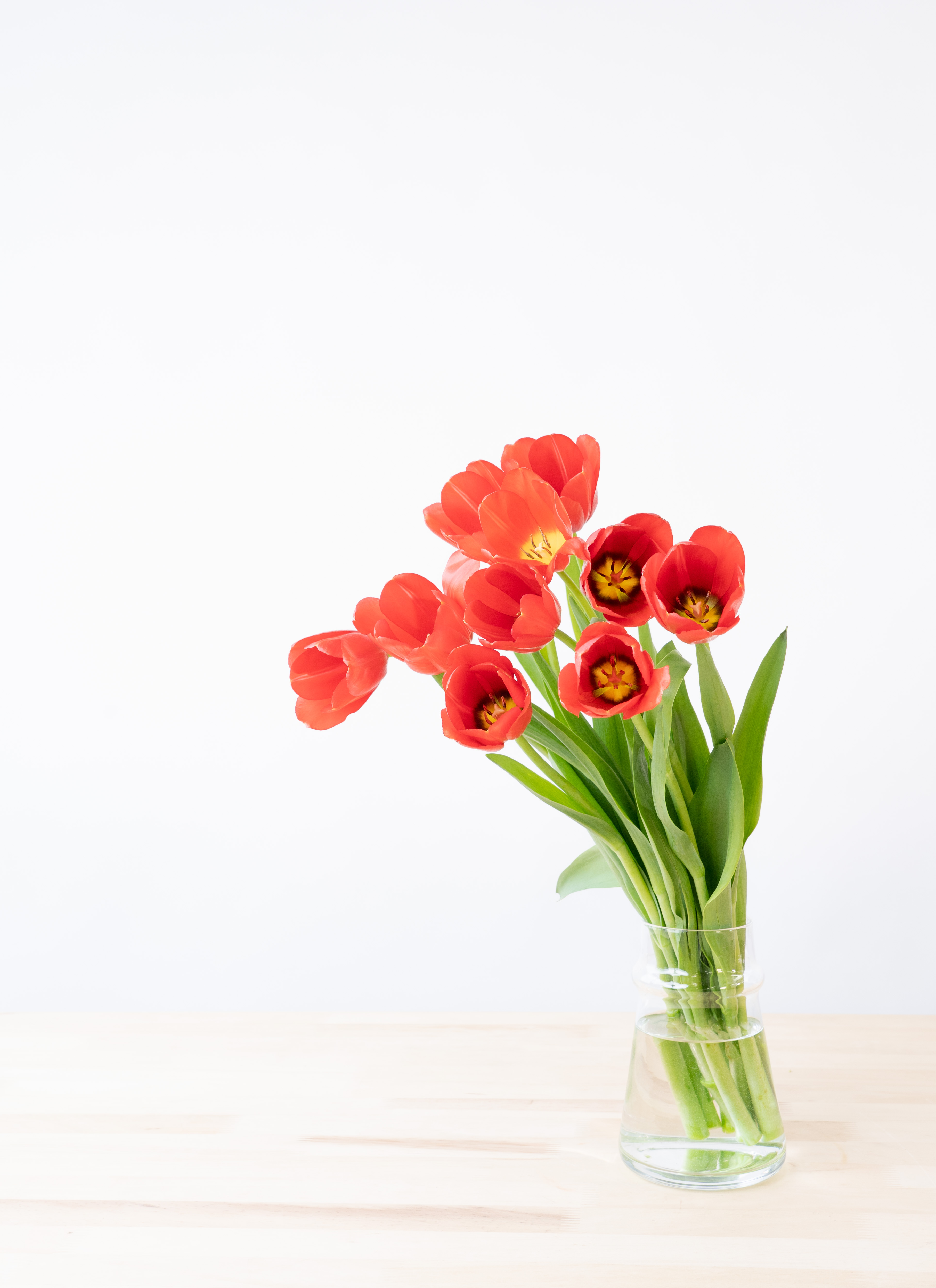 産地直送 チューリップ レッド 一重咲き 10本／新潟 フラワーファーム