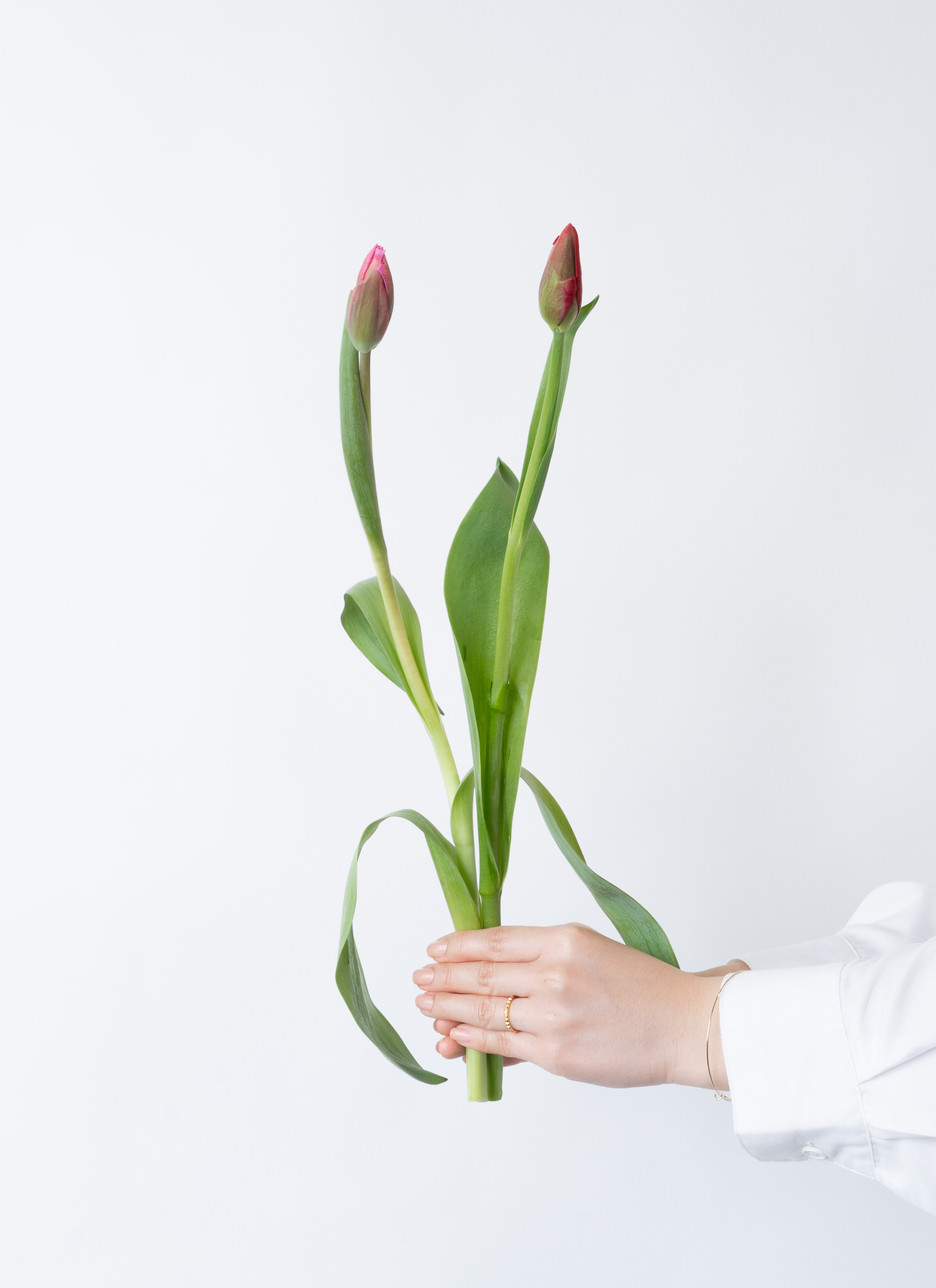 スワロフスキー　ロッキングフラワー　チューリップ　花　RED スワロフスキー ロッキングフラワー チューリップ 花 RED