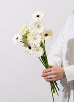 ds-matsushita-gerbera-white-