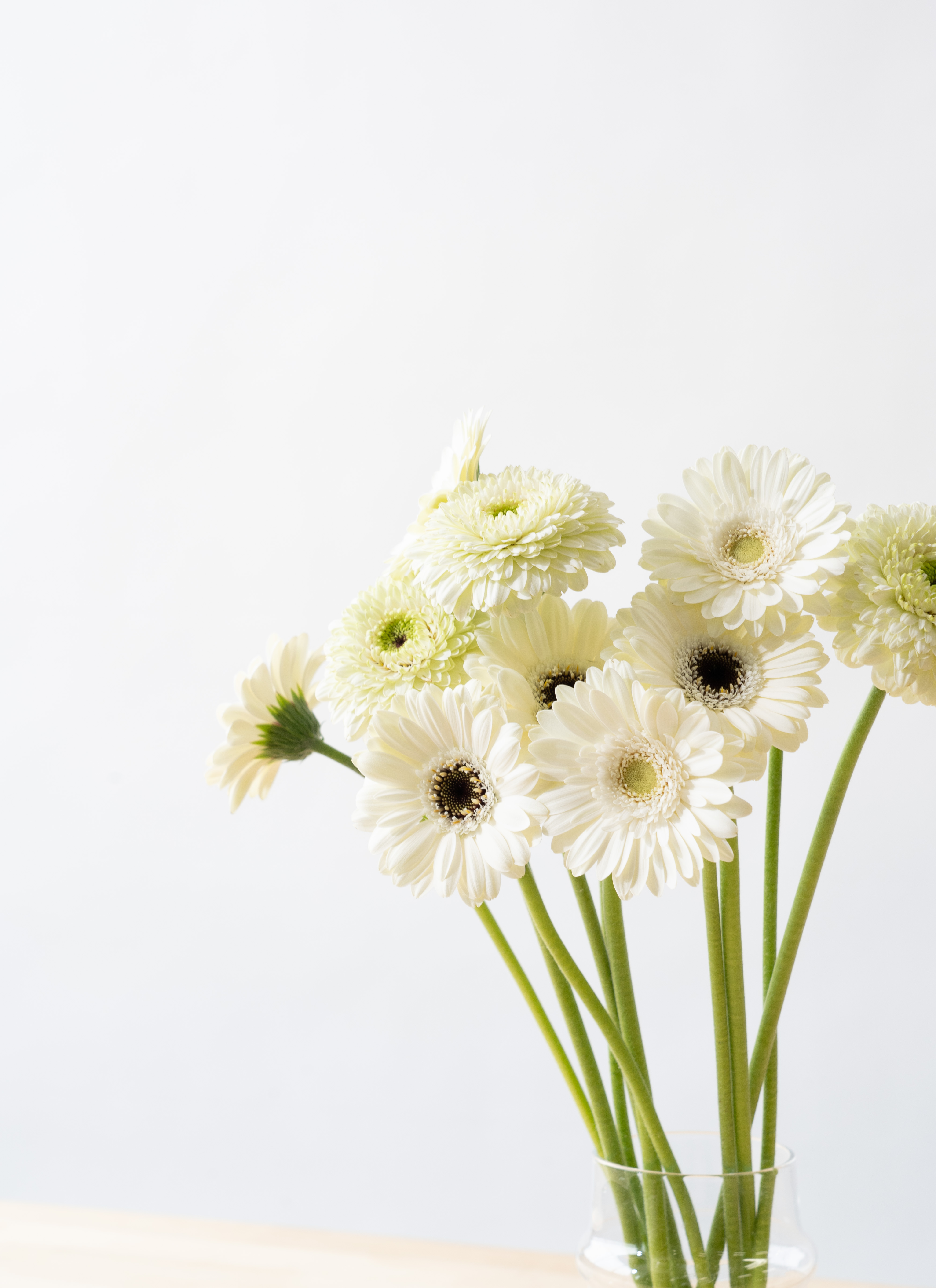 花農家直送！！クルクマ20本❀ガーベラ60本❀菊❀ 産地直送 ガーベラ ミックス 15本花束／静岡 松下園芸からお届け