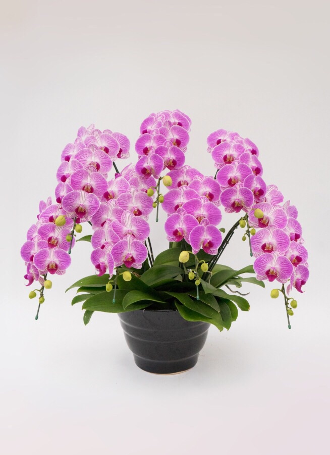 胡蝶蘭　6本立 期間限定１２月２５日まで販売 豪華胡蝶蘭6本立（白） 5万円コース : SP GiftS Yahoo!店 - 通販
