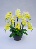 胡蝶蘭　ミディ8本立 ミディ胡蝶蘭 ミックス 8本立ち | 胡蝶蘭ならHitoHana(ひとはな)