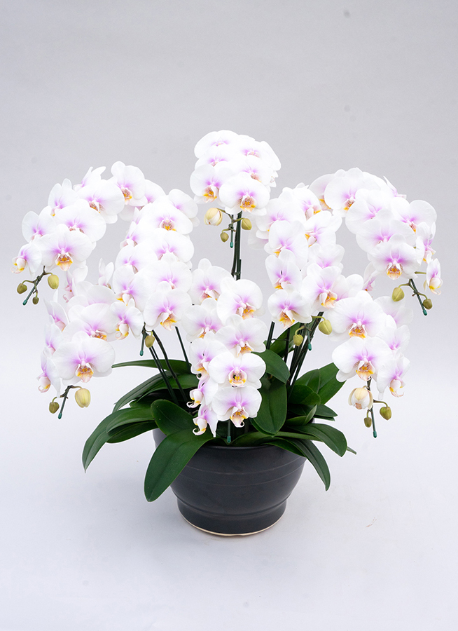 胡蝶蘭、生花 特注特大 8本立ち 【公式通販】