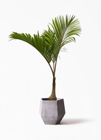 トックリヤシ。観葉植物。鉢ごと無料で発送致します。 parmtree-5_1.jpg?1677050769