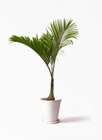 parmtree-8_1.jpg?1677050776