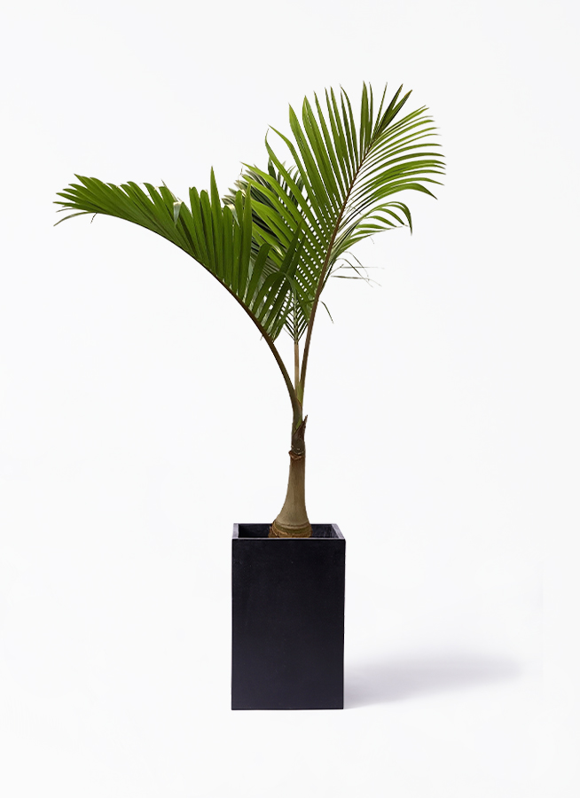 観葉植物 トックリヤシ 10号 プラスチック鉢 | 観葉植物なら