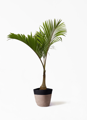 トックリヤシ。観葉植物。鉢ごと無料で発送致します。 トックリヤシ。観葉植物 鉢ごと無料で発送致します。