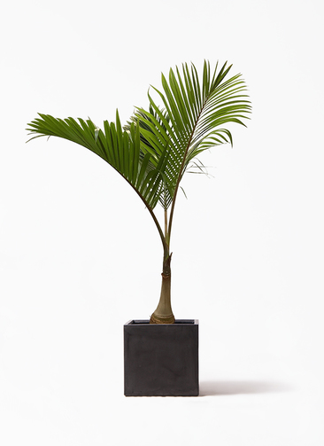 parmtree-19_1.jpg?1677050795