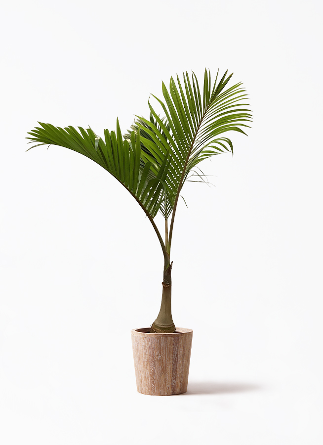 parmtree-21_1.jpg?1677050797