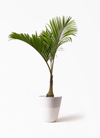 かまぼこさん専用。トックリヤシ。観葉植物。鉢ごと無料で発送致します。 かまぼこさん専用。トックリヤシ。観葉植物。鉢ごと無料で発送