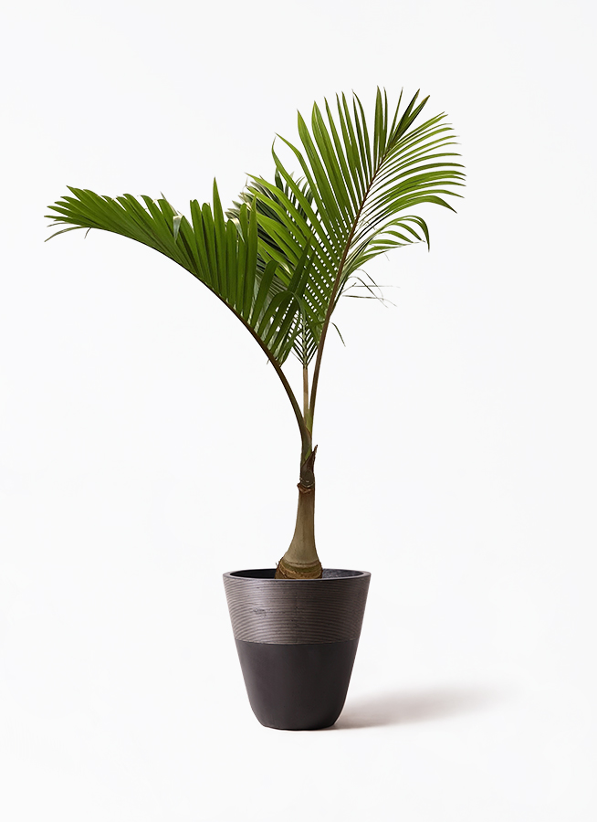 トックリヤシ | 観葉植物の通販ならHitoHana（ひとはな）