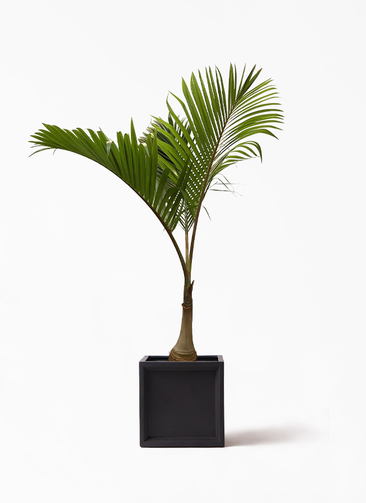 parmtree-33_1.jpg?1677050812