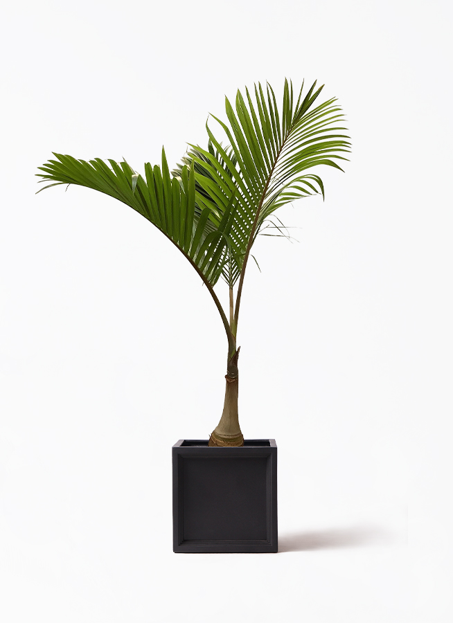 おまーさん専用です。トックリヤシ。観葉植物。鉢ごと無料で発送致します。 観葉植物 トックリヤシ 10号 ブリティッシュキューブ 付き