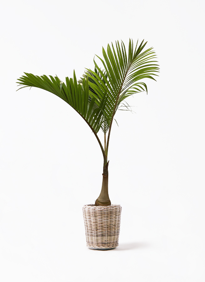 観葉植物 トックリヤシ 10号 モンデリック ラタン 付き | 観葉植物なら