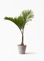 parmtree-38_1.jpg?1677050821