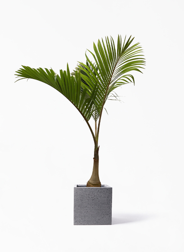 観葉植物 トックリヤシ 10号 キューブ ラテルストーン 付き