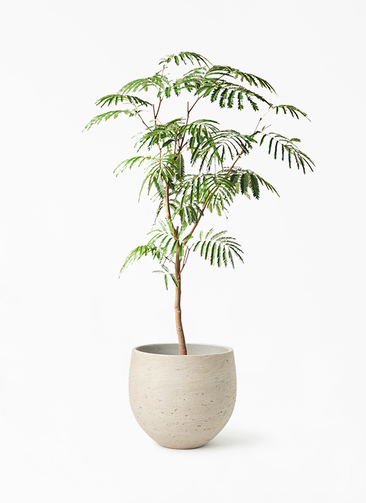 エバーフレッシュ　143センチ　8号鉢　観葉植物　ガーデニング 観葉植物 エバーフレッシュ 8号 ボサ造り アディラボウル グレイ