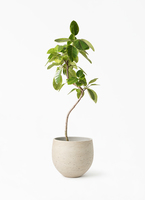 ficus-altissima-483_1.jpg?