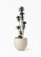 dracaena-purple-compacta-89_1.