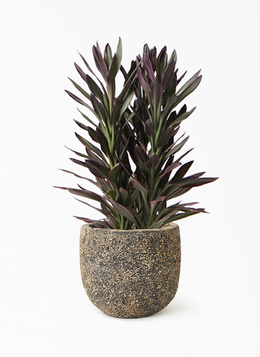 観葉植物 コルディリネ (コルジリネ) サンゴ 6号 Coral Pot (コーラル