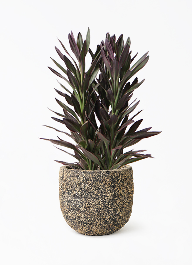 観葉植物 コルディリネ (コルジリネ) サンゴ 6号 Coral Pot (コーラル
