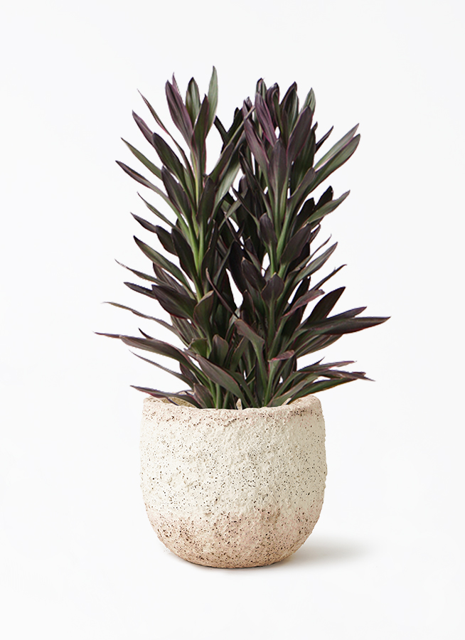 観葉植物コルジリネサンゴ