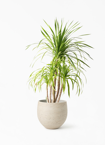 dracaena-canbodiana-130_1.jpg?