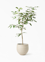 アマゾン・オリーブ　リビングサイズ‼️ 観葉植物 アマゾンオリーブ (ムラサキフトモモ) 8号 竹バスケット 付き