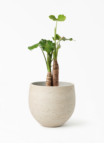 alocasia-146_1.jpg?1677461093