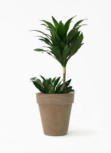 その他観葉植物 user_1242a77b 観葉植物 マングーカズラ 10号 木柱 プラスチック鉢 | 観葉植物